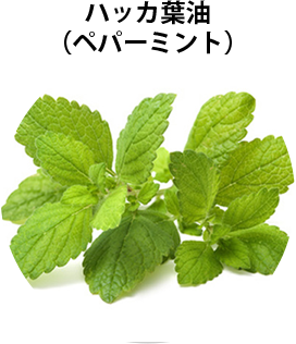 ハッカ葉（ペパーミント）